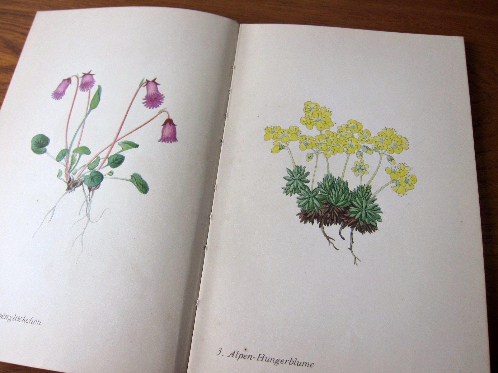 ドイツの古書 インゼル文庫131番 野花の本 | Frau Vintage