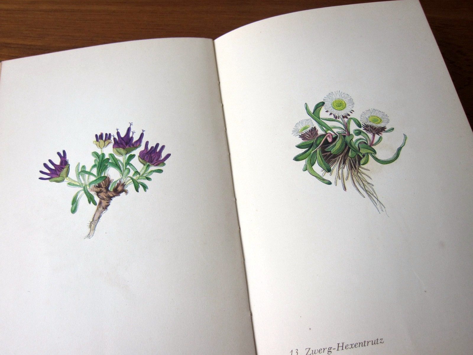 【おまとめ専用】海外古書 洋書 1979年 高山の花 ドイツの古書 インゼル文庫131番 野花の本 | Frau Vintage