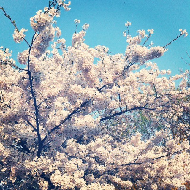 ベルリンの桜の木
