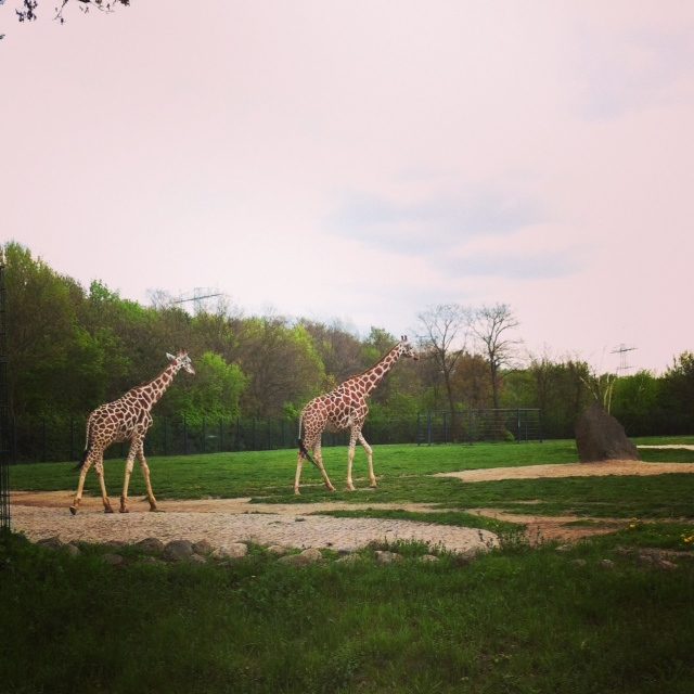 Tierparkキリン動物ベルリン