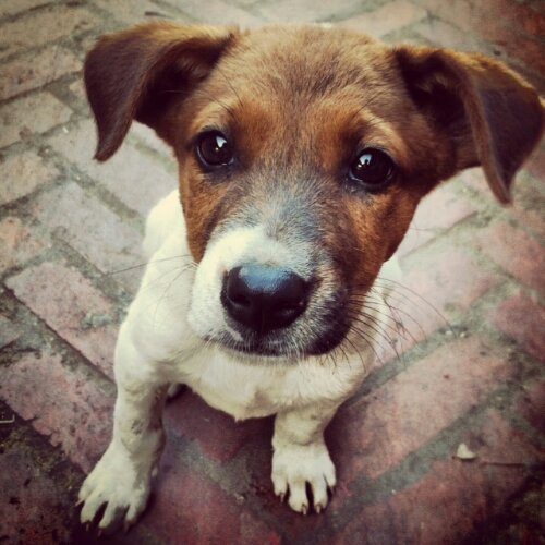 ルアンパバーンの犬 子犬