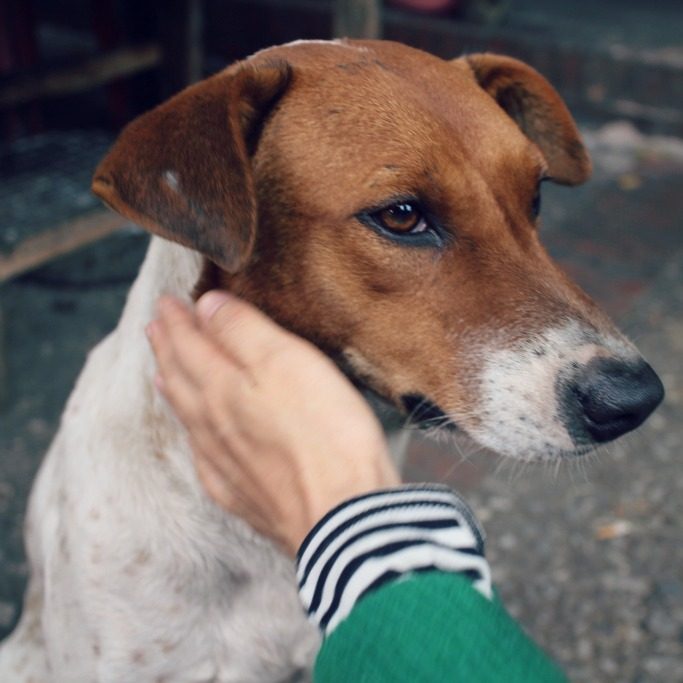 ルアンパバーンの犬2