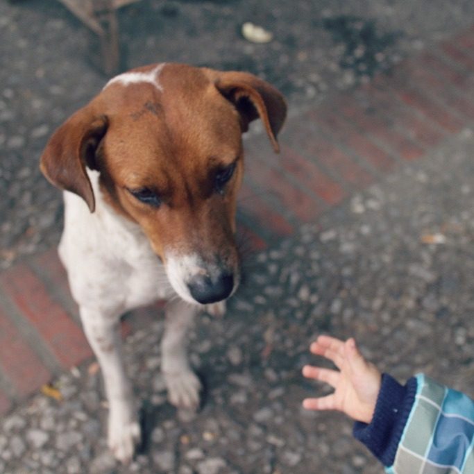 ルアンパバーンの犬4