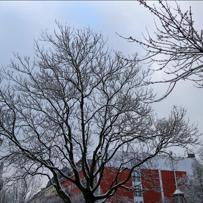 枝に積もった雪、ベルリン