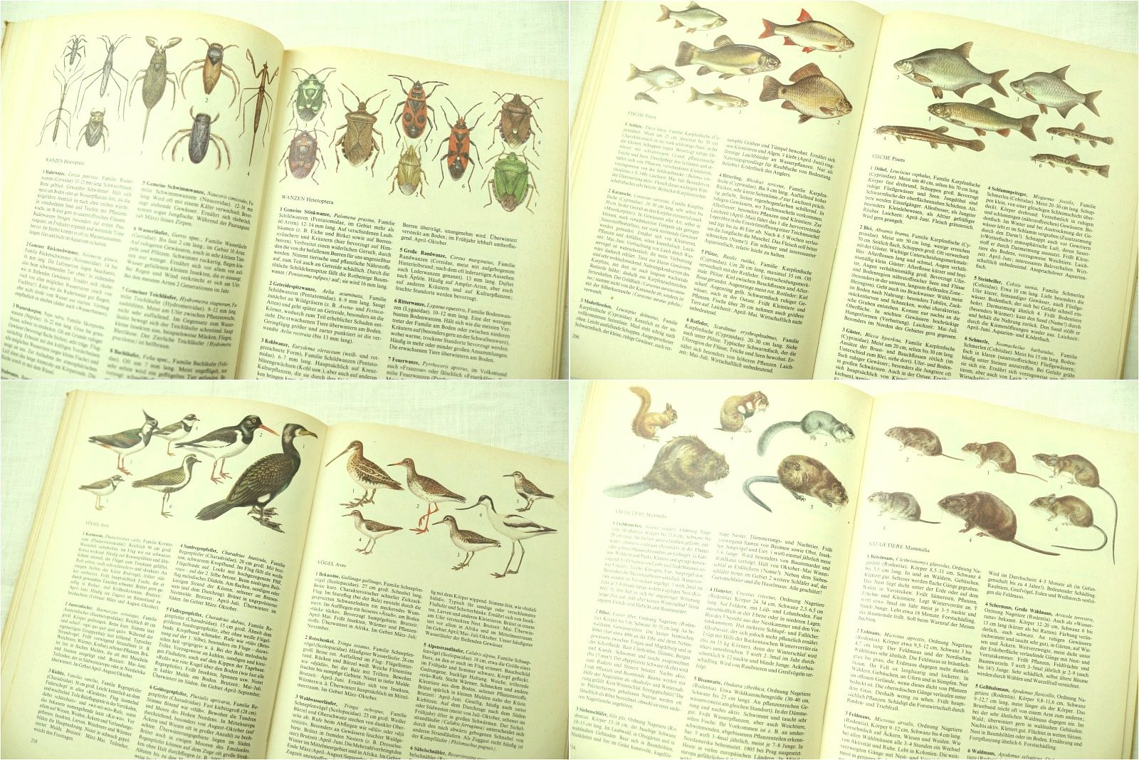 ドイツの古い植物や生き物の図鑑(1985年)/植物 キノコ 鳥類 魚類 哺乳類/ ドイツの古い植物や生き物の図鑑(1985年)/植物 キノコ 鳥類 魚類