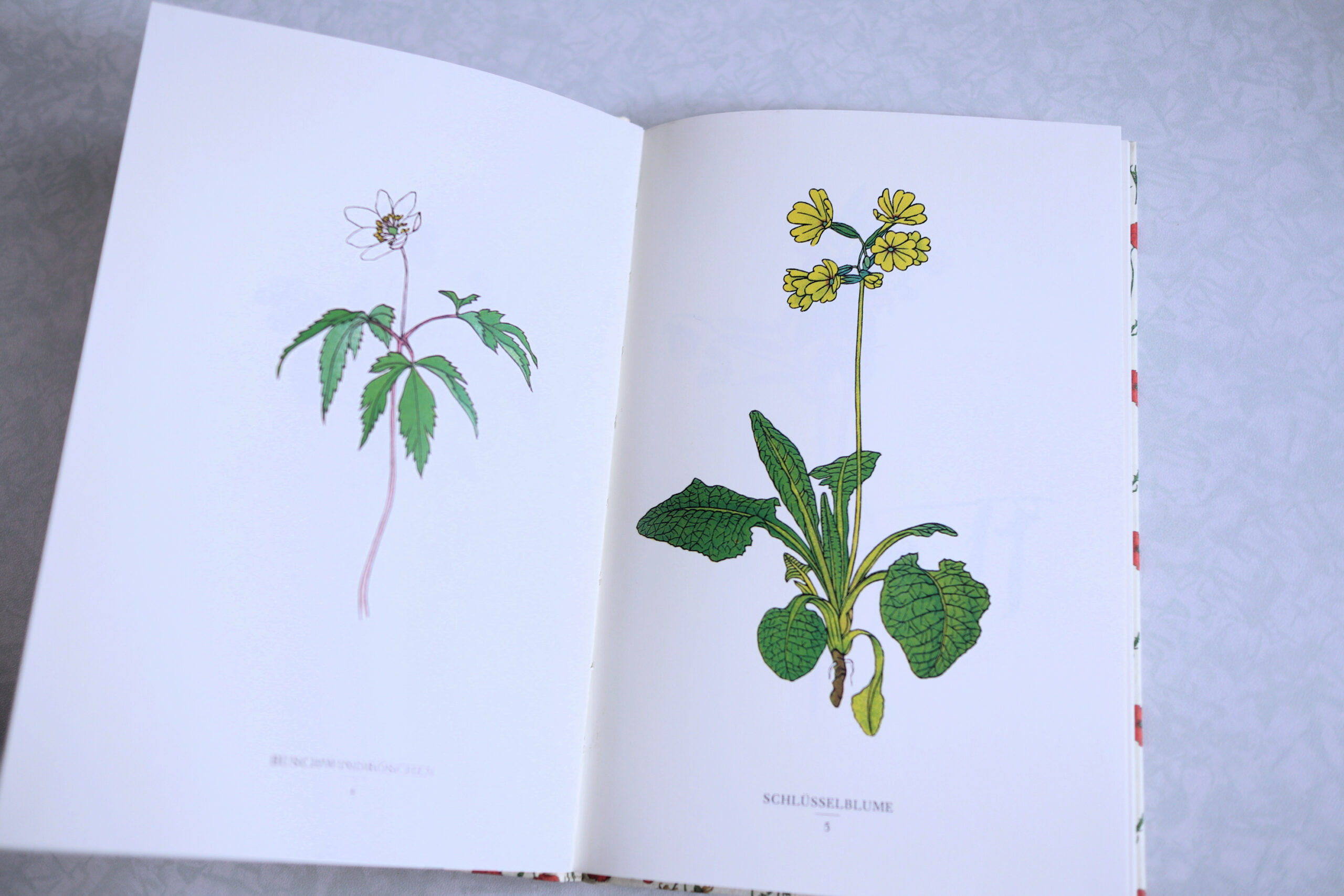 RY140 洋書古書 インゼル出版 花図鑑 Neues Blumenbuch RY140 洋書古書 インゼル出版 花図鑑 Neues Blumenbuch