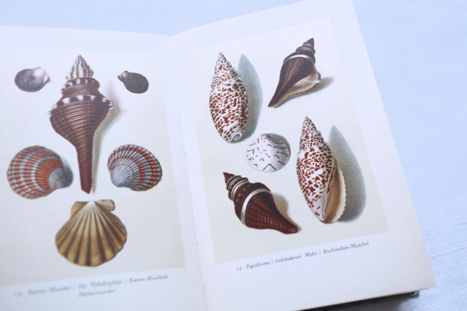 インゼル文庫No.158 Das kleine Buch der Meereswunder - 画像 (2)