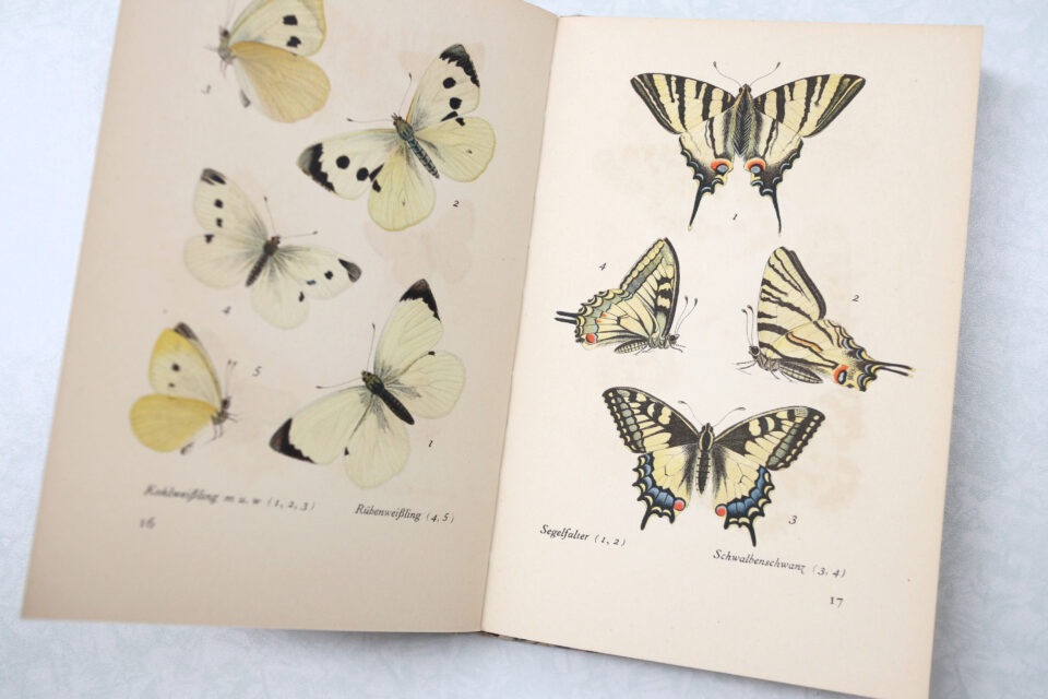 Das kleine Schmetterlingsbuch インゼル文庫 No.213 - 画像 (3)
