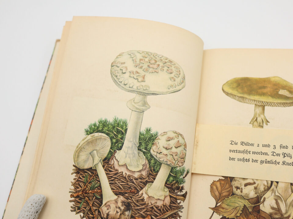 インゼル文庫503番「Das kleine Pilzbuch」 | Frau Vintage