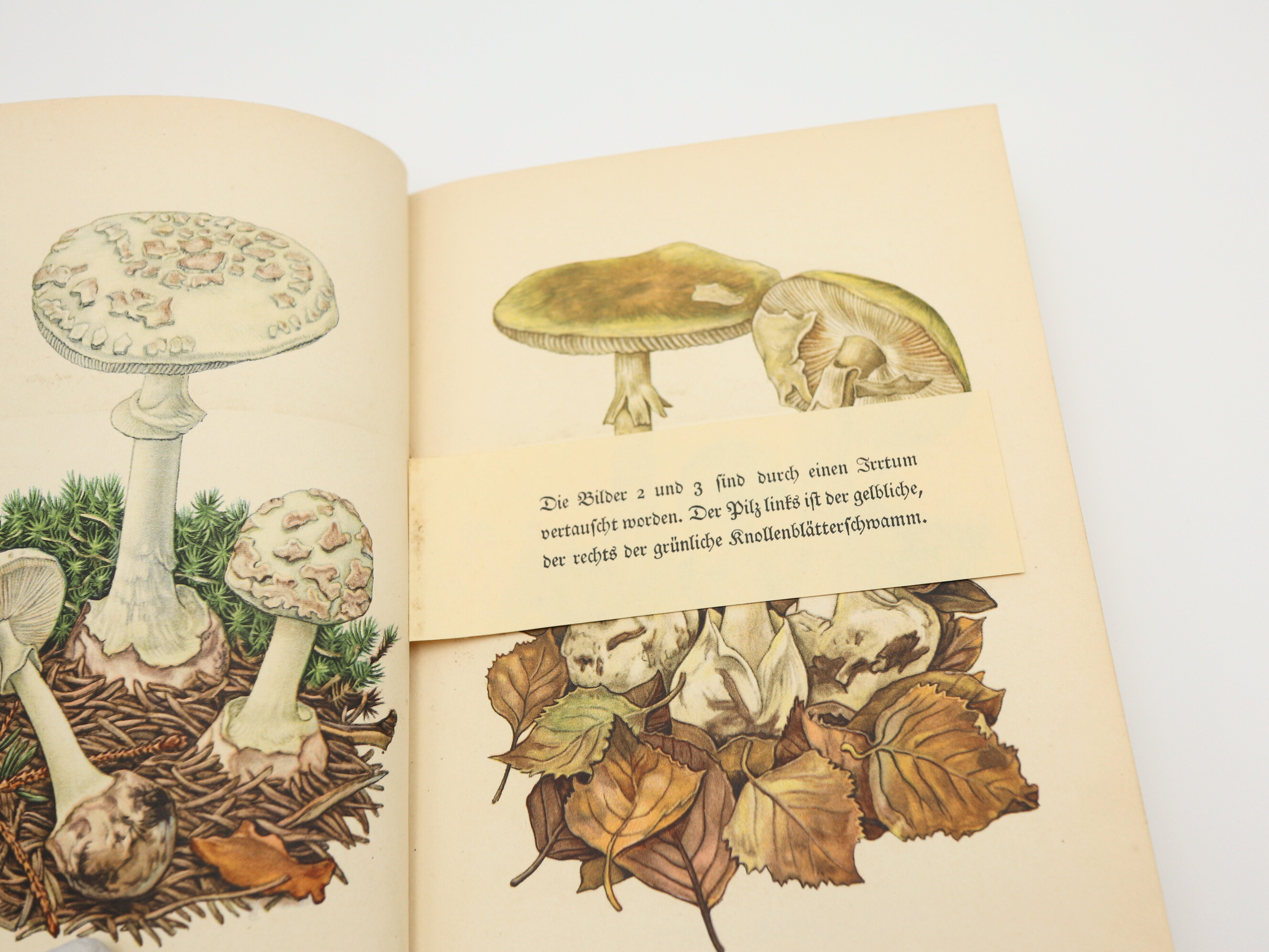 インゼル文庫503番「Das kleine Pilzbuch」 | Frau Vintage