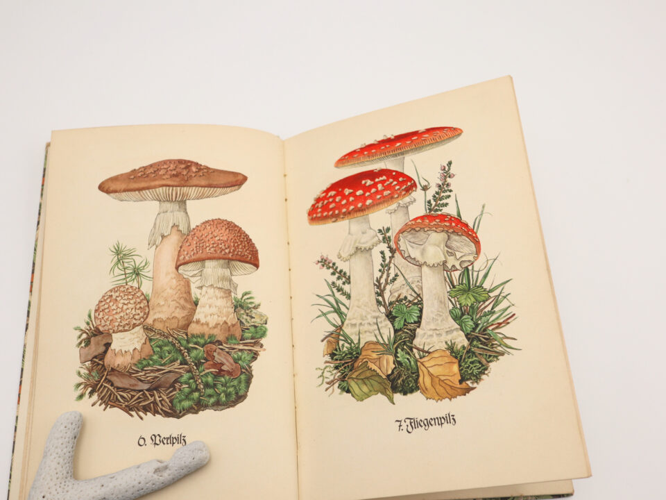 インゼル文庫503番「Das kleine Pilzbuch」 | Frau Vintage